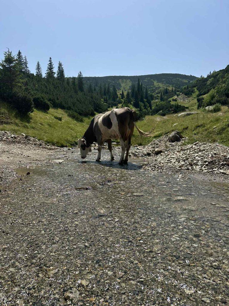 Halal Balkan - Prokoško jezero