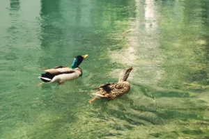 Blagaj izvor priroda patke