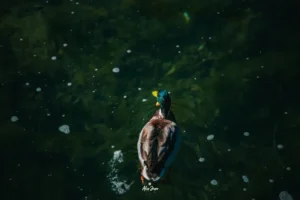 Patka u bistroj rijeci u Jajcu.