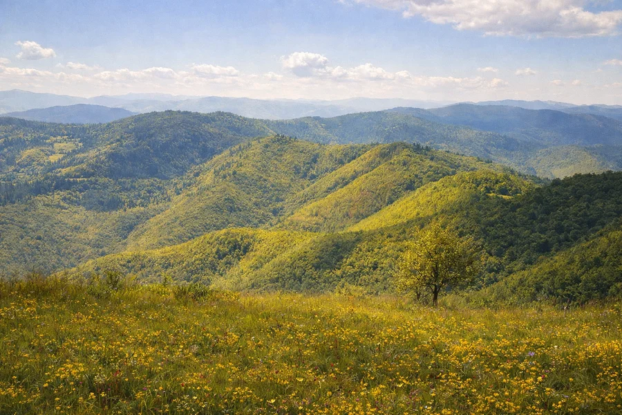 Javorje kod Priboja, ljetni proplanak i jutarnje svjetlo